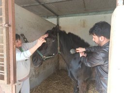 ViajeaItalia-FotodeFamilia-Abril2026-VisitaenCaballos1